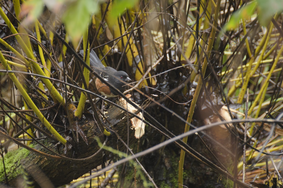 Spotted Towhee - ML646100069