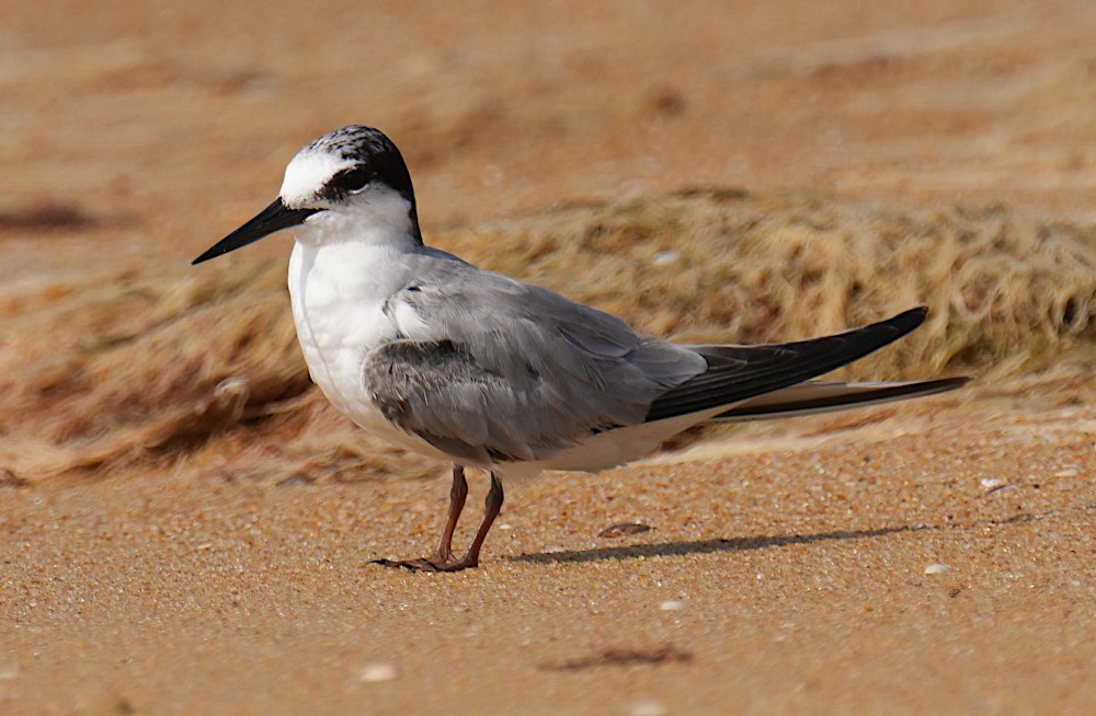 Little Tern - ML646100070