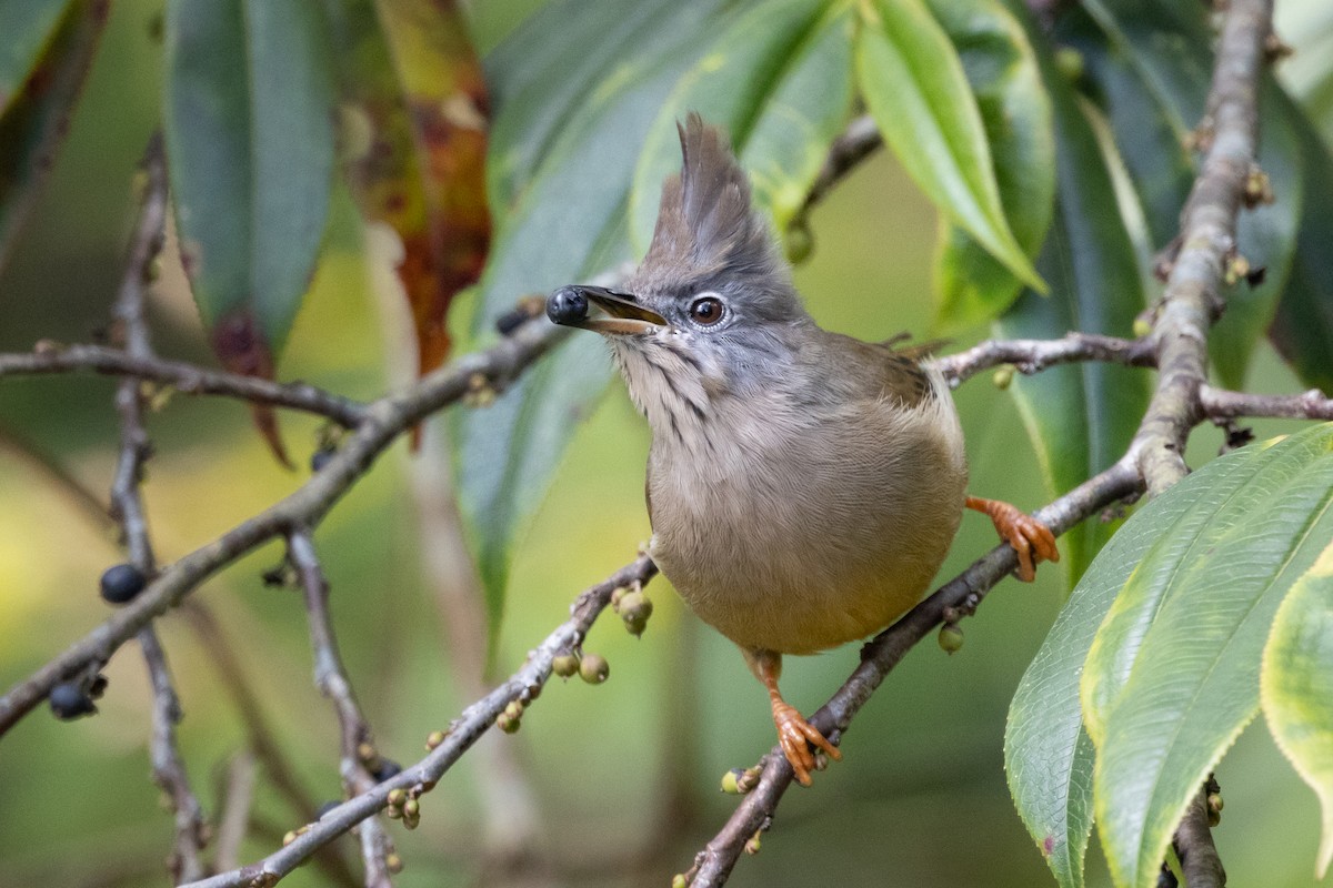 Югина темнокрила - ML646100071