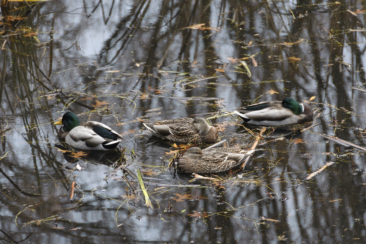 Yeşilbaş - ML646100072