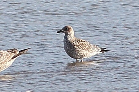 Lesser Black-backed Gull - ML646100073