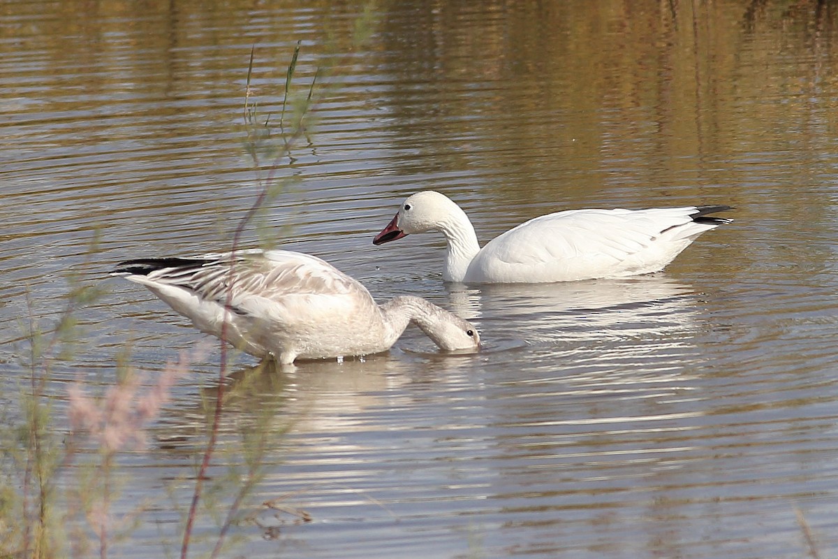 Snow Goose - ML646100075