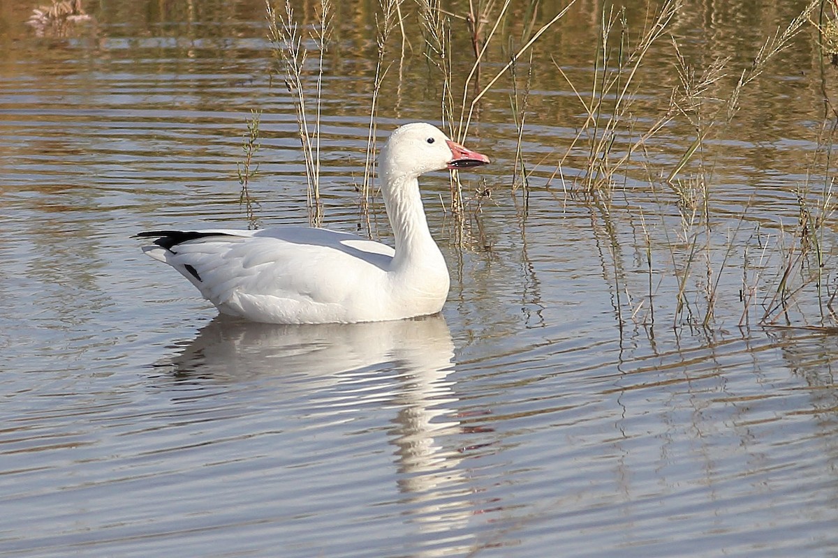 Snow Goose - ML646100076