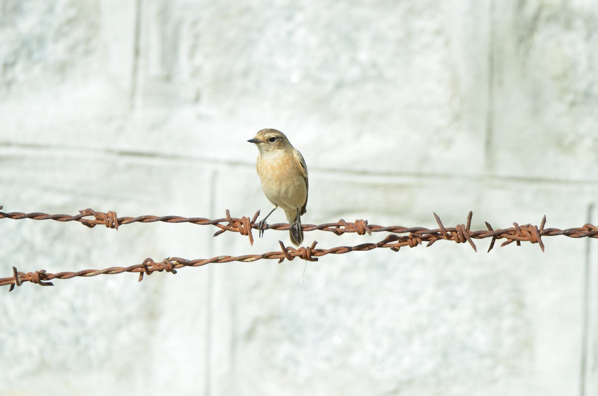 Pied Bushchat - ML646100078