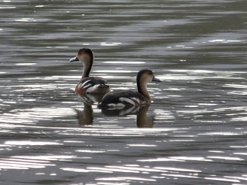 Plumed Whistling-Duck - ML646100079