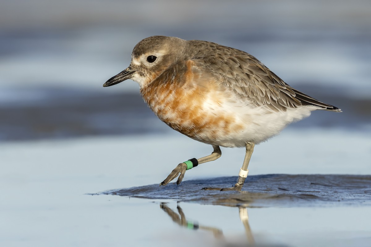 Red-breasted Dotterel (Southern) - ML646100080