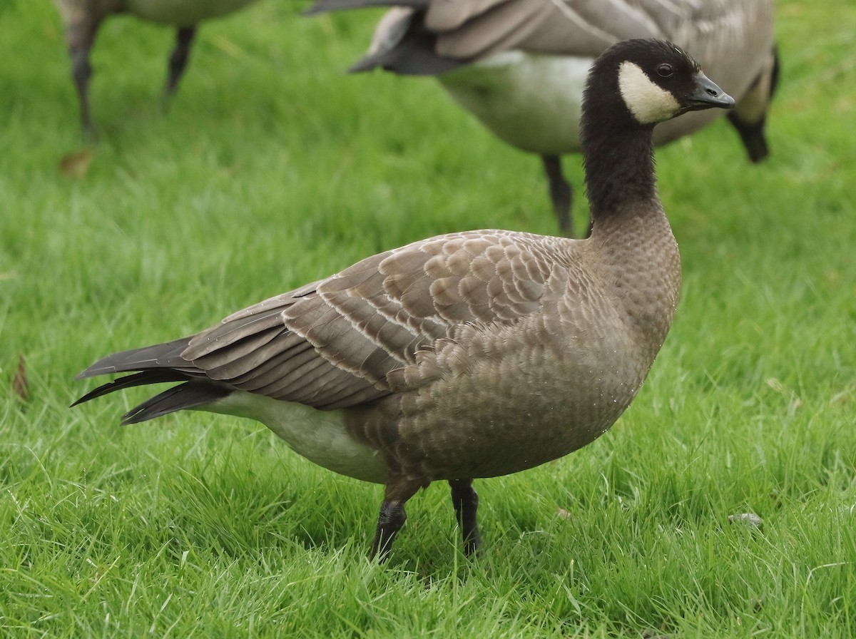 Cackling Goose - ML646100081