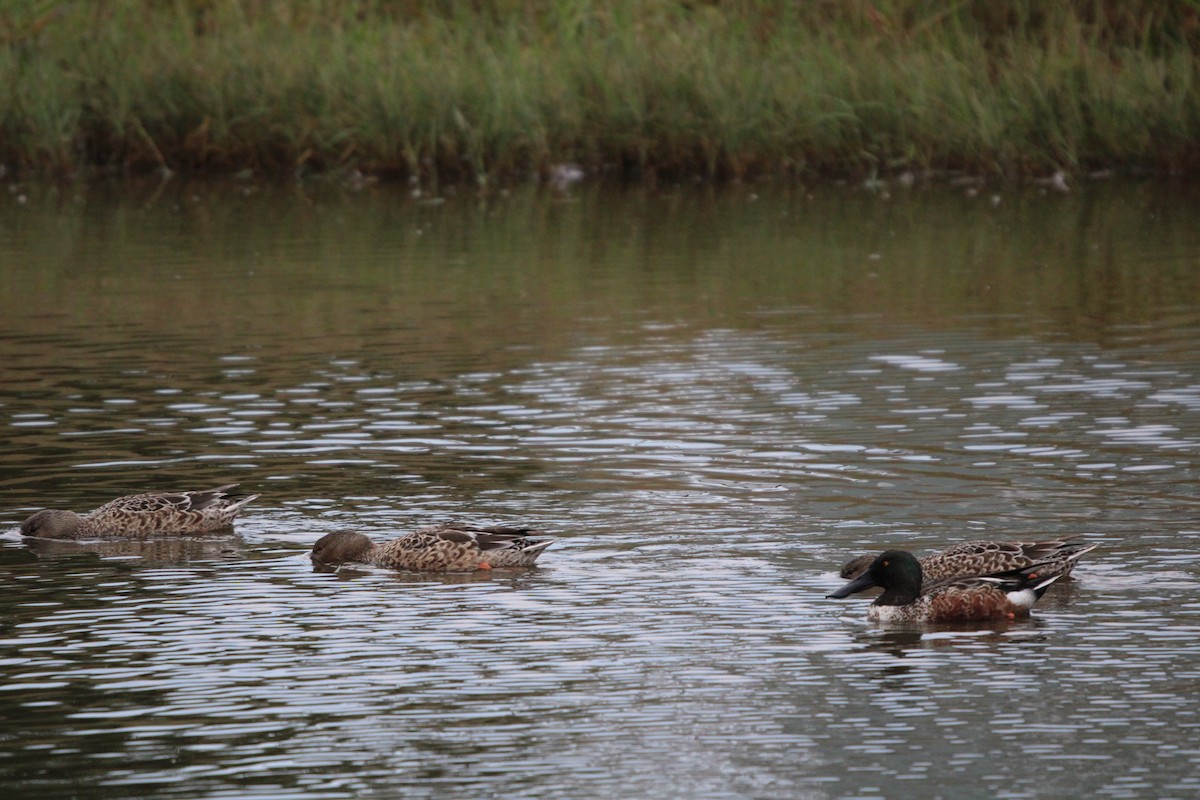 Northern Shoveler - ML646100082