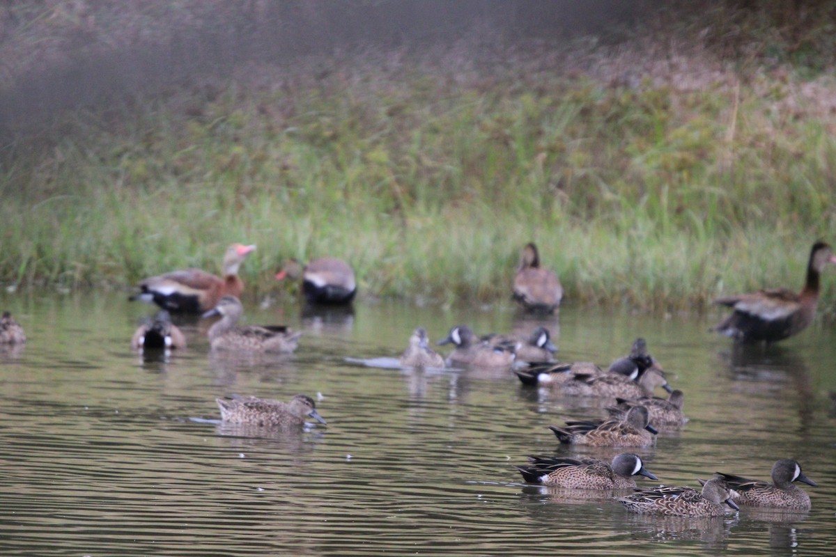 Green-winged Teal - ML646100083
