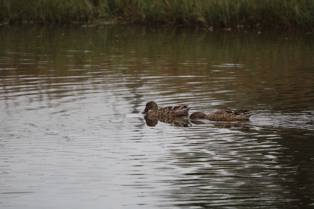Green-winged Teal - ML646100084