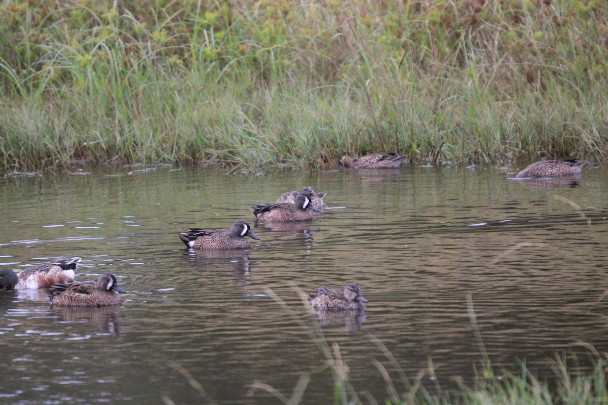 Green-winged Teal - ML646100085