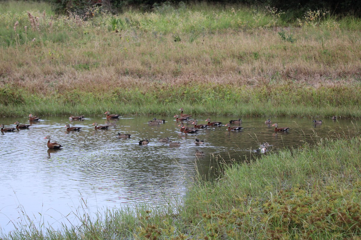 Green-winged Teal - ML646100087