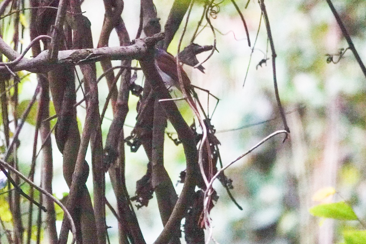 Blyth's Paradise-Flycatcher - ML646100088