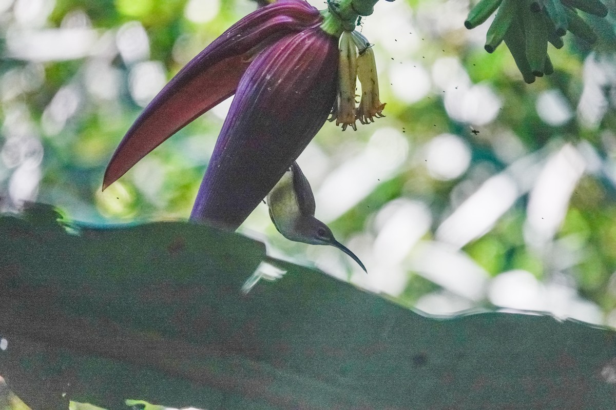 Little Spiderhunter - ML646100095