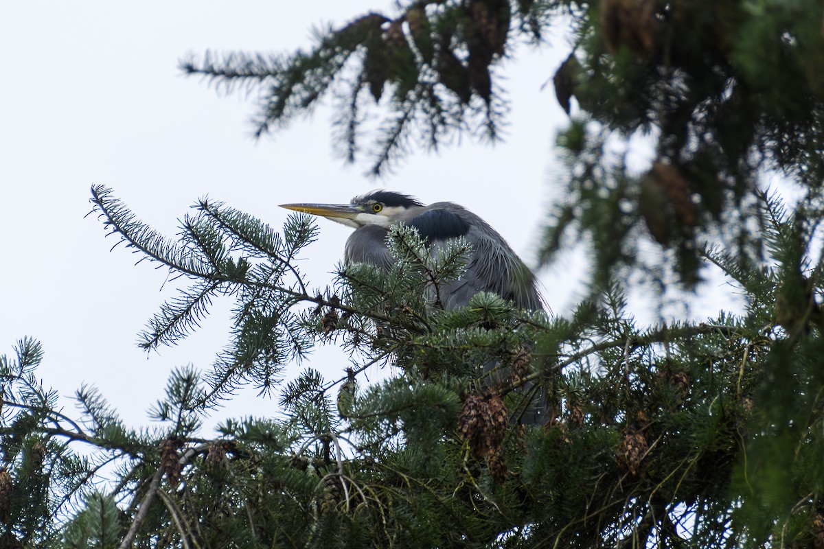 Great Blue Heron - ML646100096