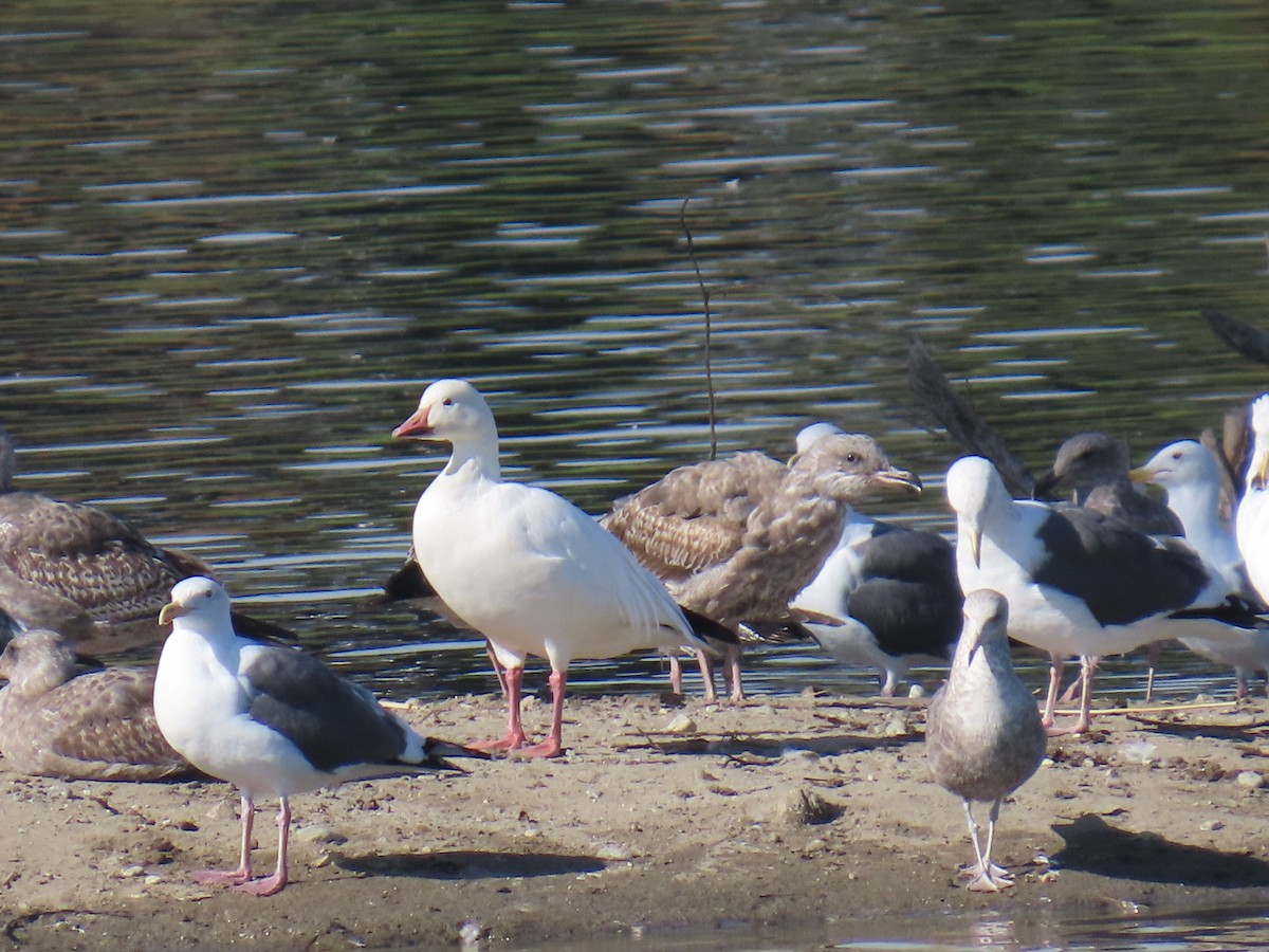 Oca delle nevi - ML646100097