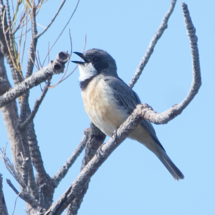 Rufous Whistler - ML646100100