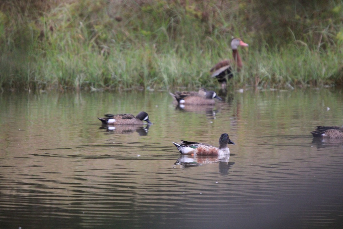 Northern Shoveler - ML646100102