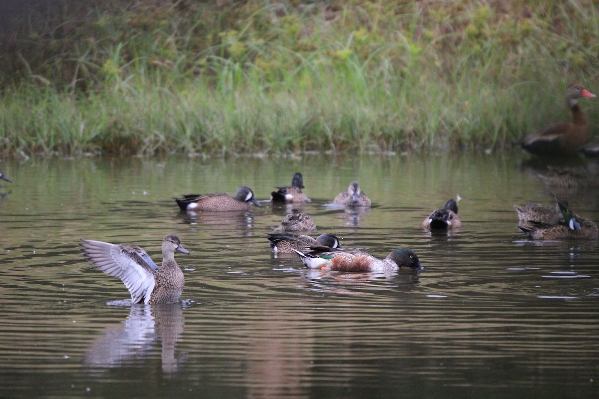 Northern Shoveler - ML646100103