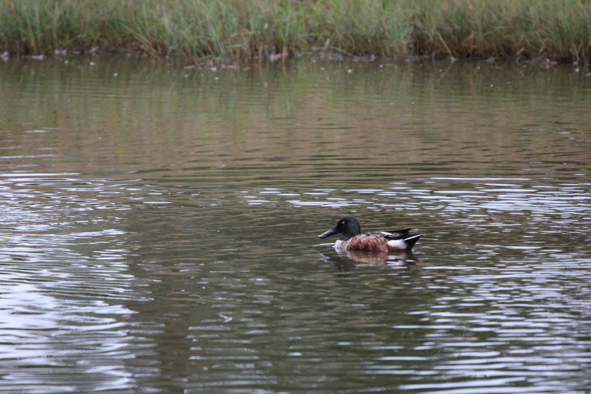 Northern Shoveler - ML646100105