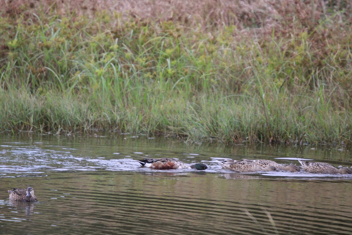 Northern Shoveler - ML646100106