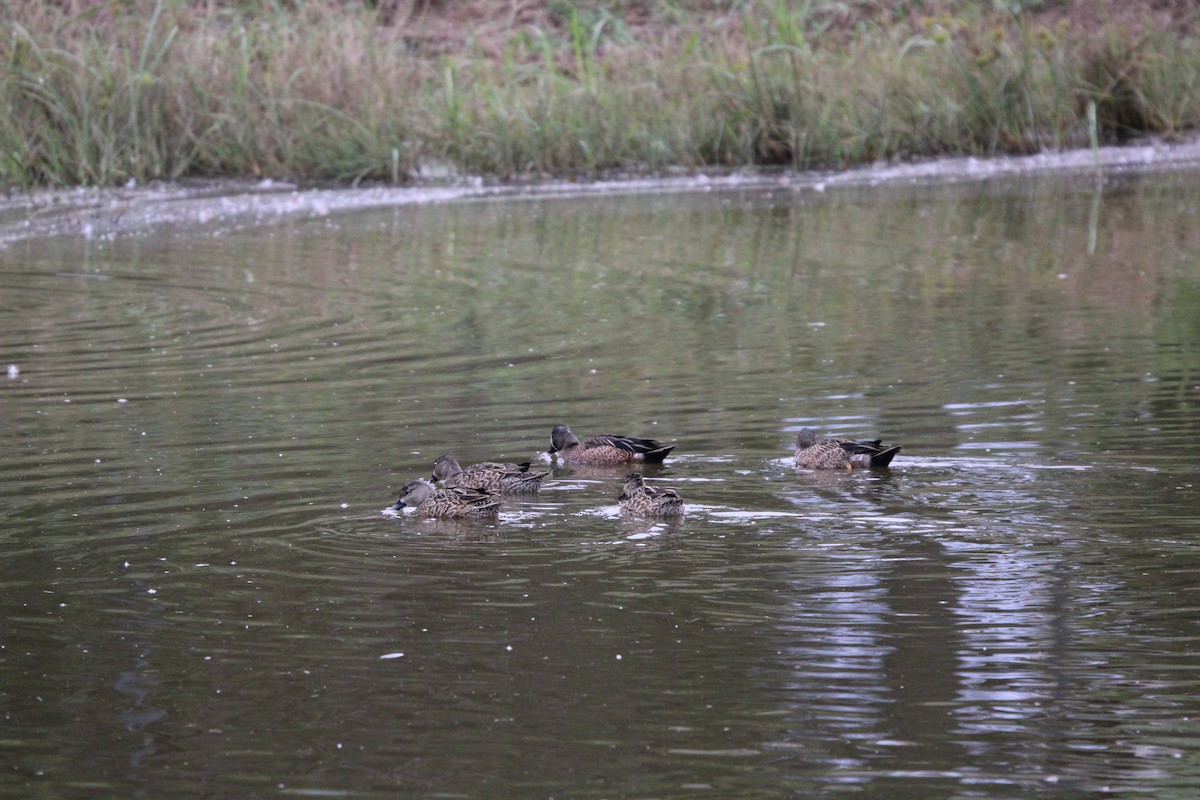 Northern Shoveler - ML646100107