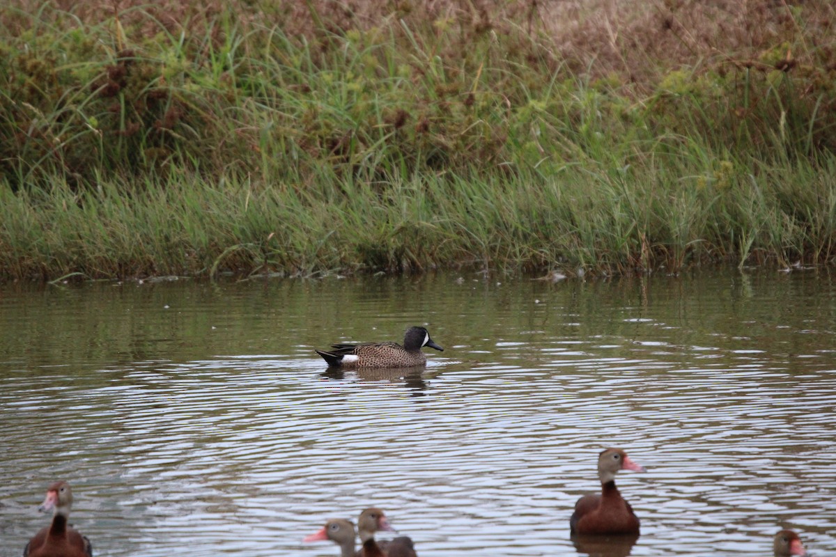 Northern Shoveler - ML646100108