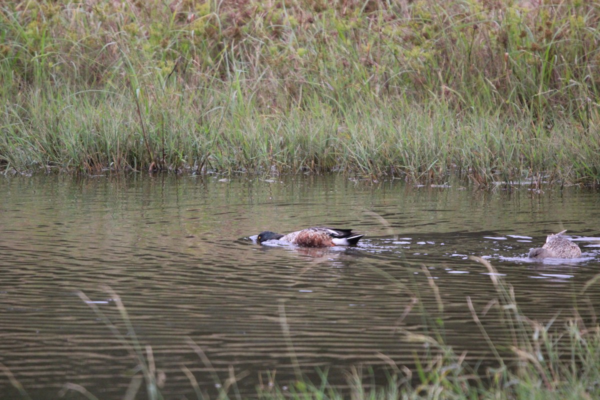 Northern Shoveler - ML646100109