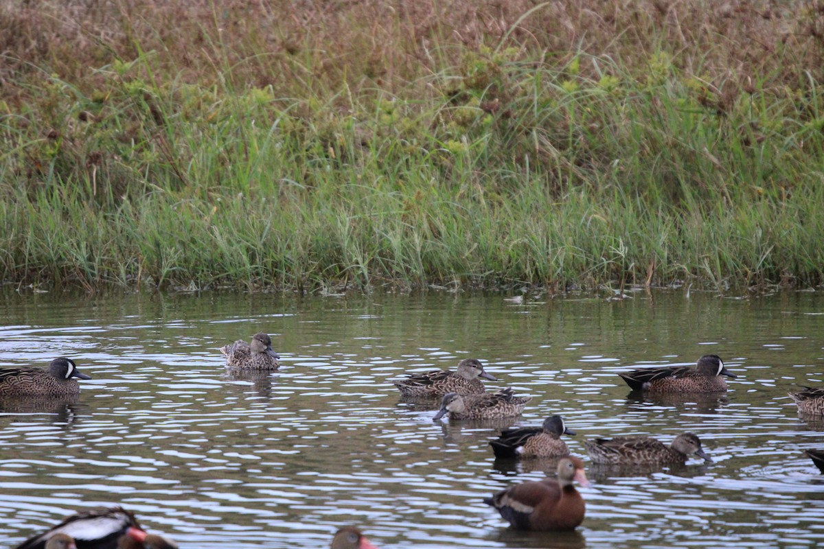 Northern Shoveler - ML646100110