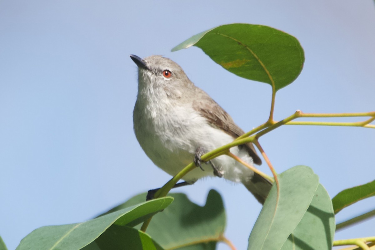 Western Gerygone - ML646100111