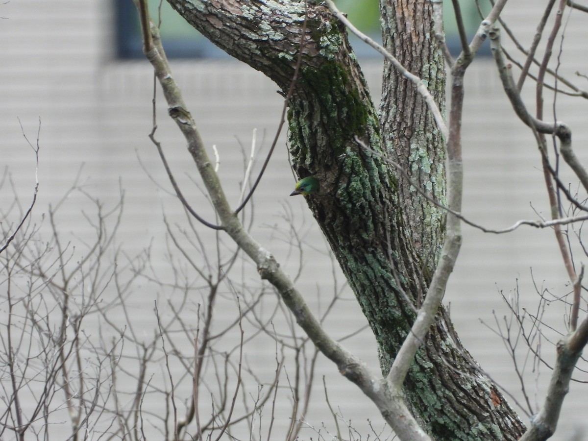 Taiwan Barbet - ML646100112