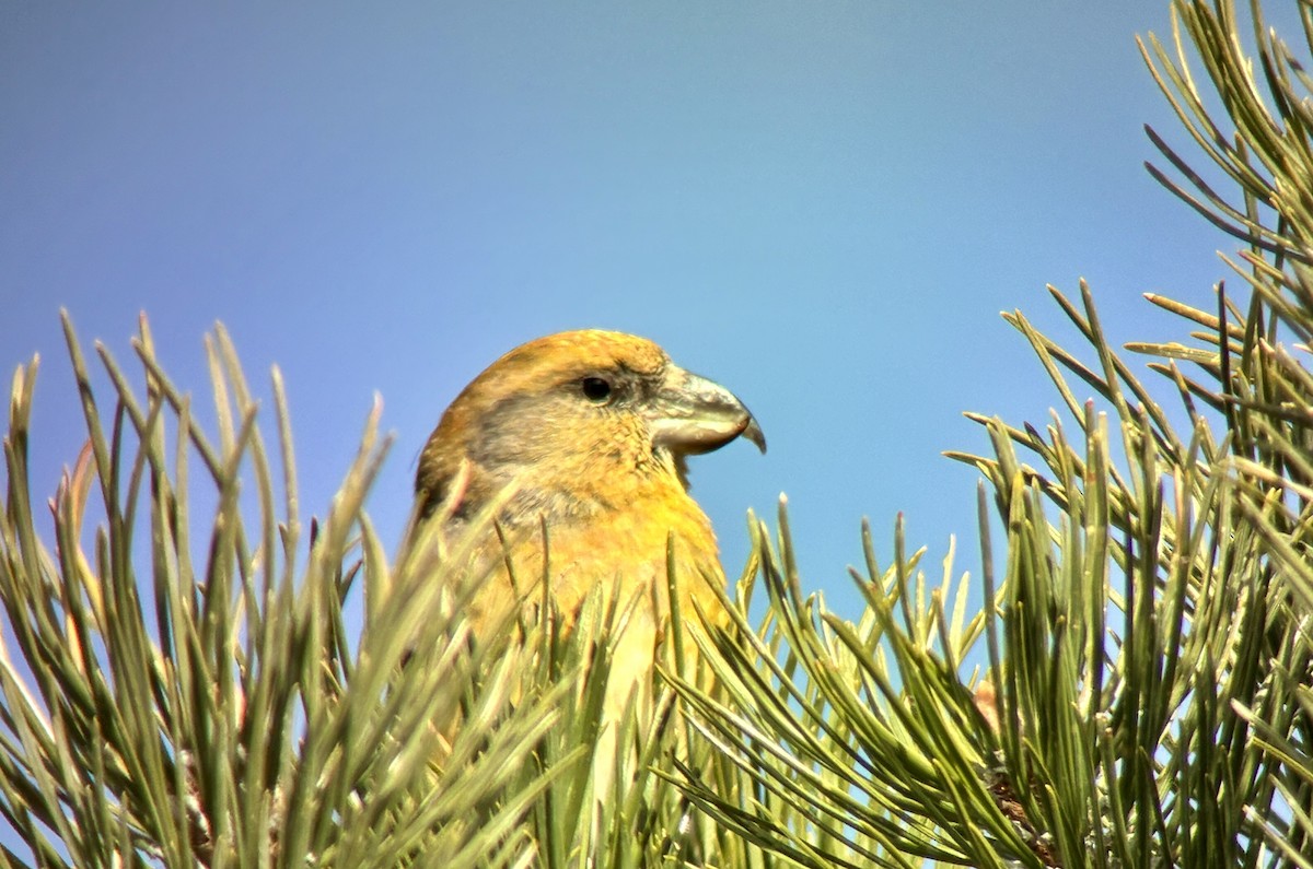 Red Crossbill - ML646100113