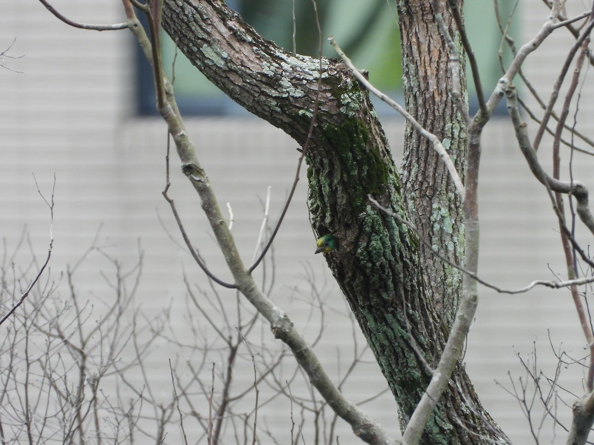 Taiwan Barbet - ML646100114