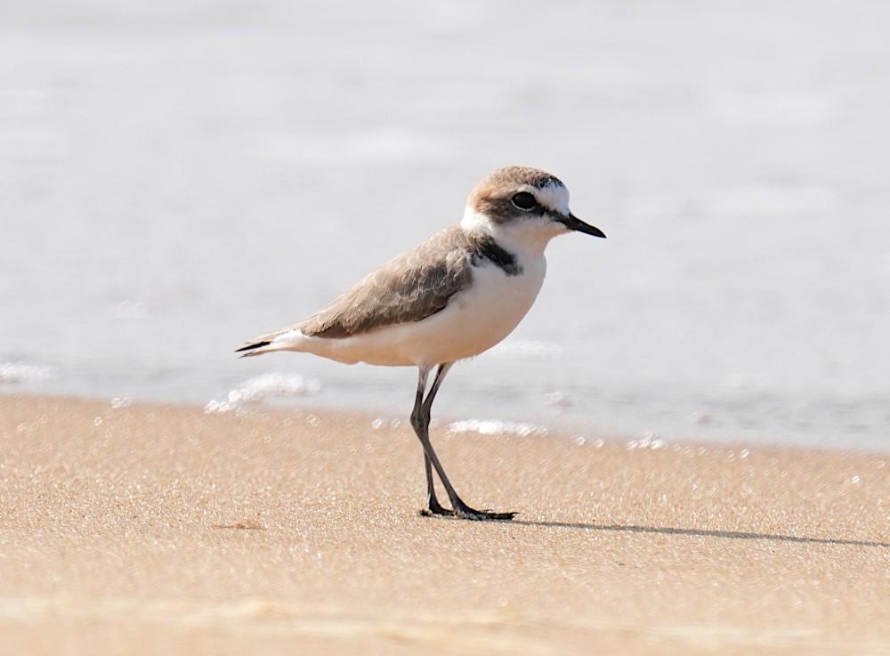 Kentish Plover - ML646100120