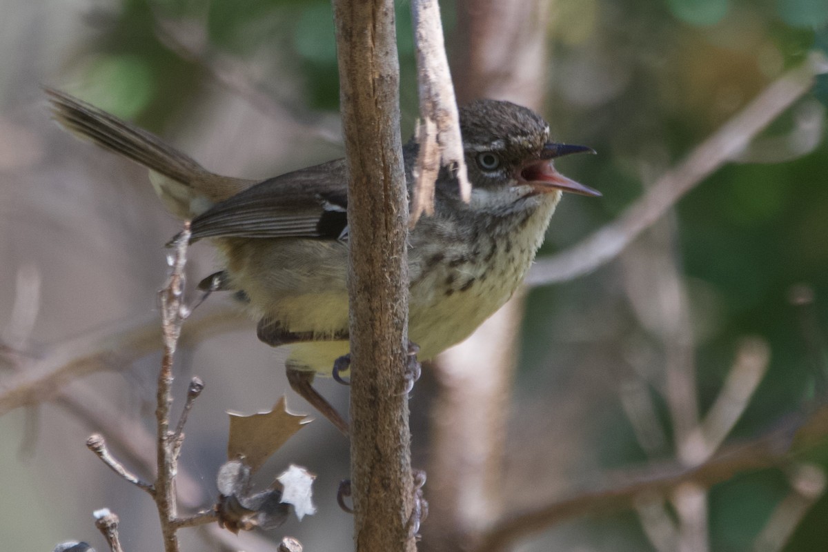 Spotted Scrubwren - ML646100122