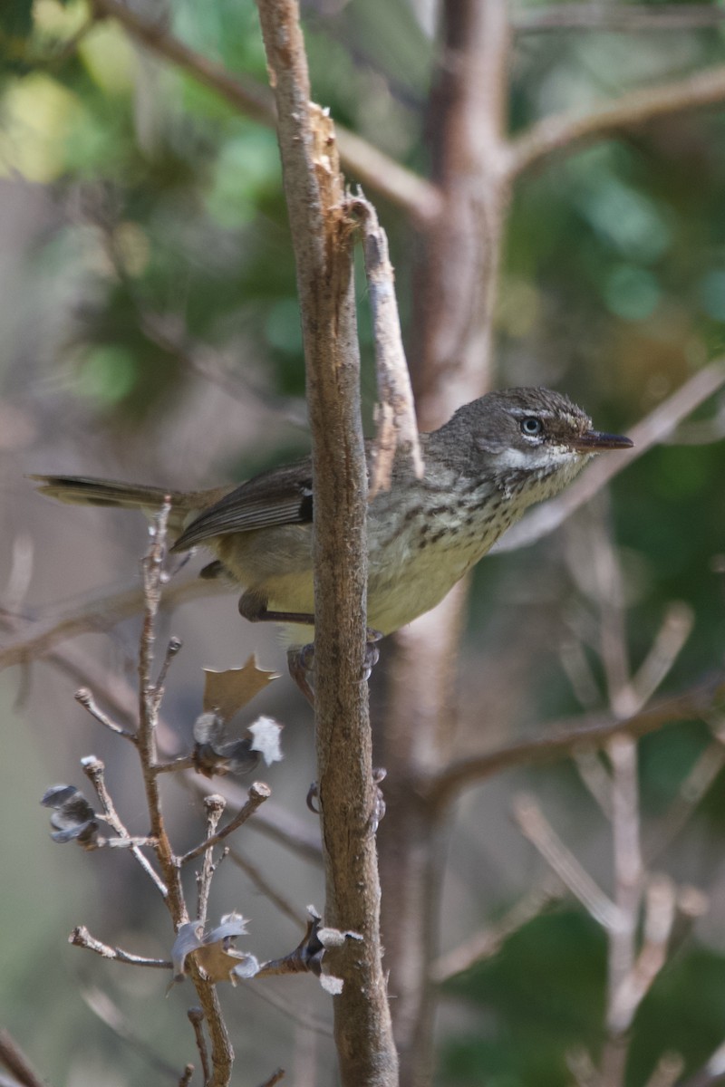 Spotted Scrubwren - ML646100123