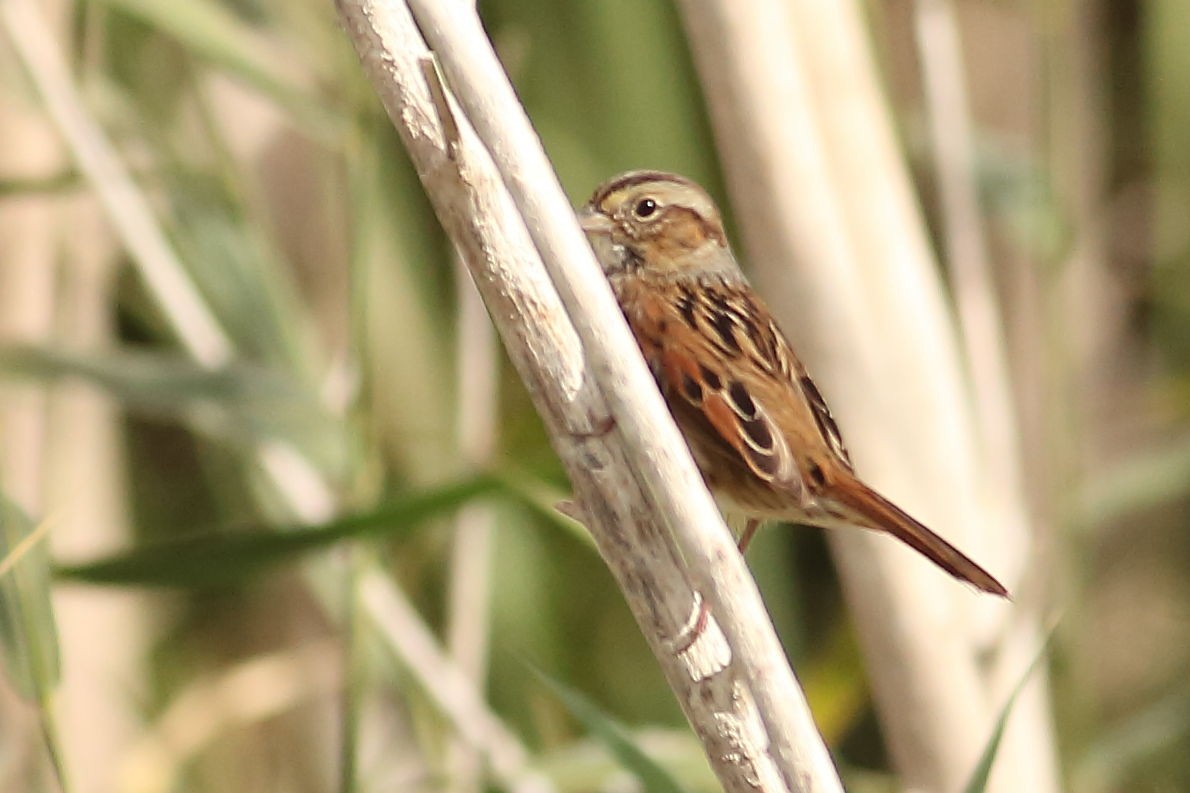 Swamp Sparrow - ML646100136