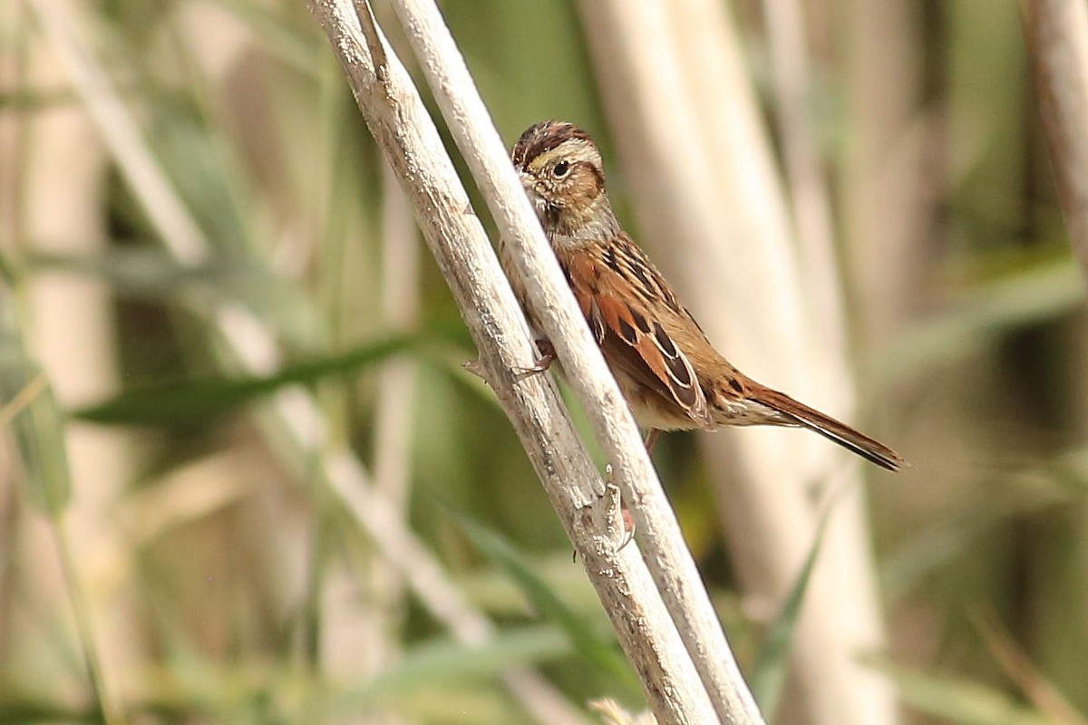 Swamp Sparrow - ML646100137