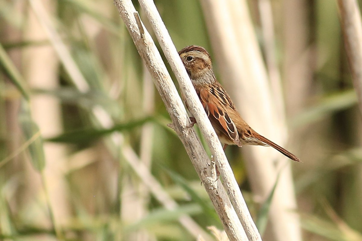 Swamp Sparrow - ML646100138