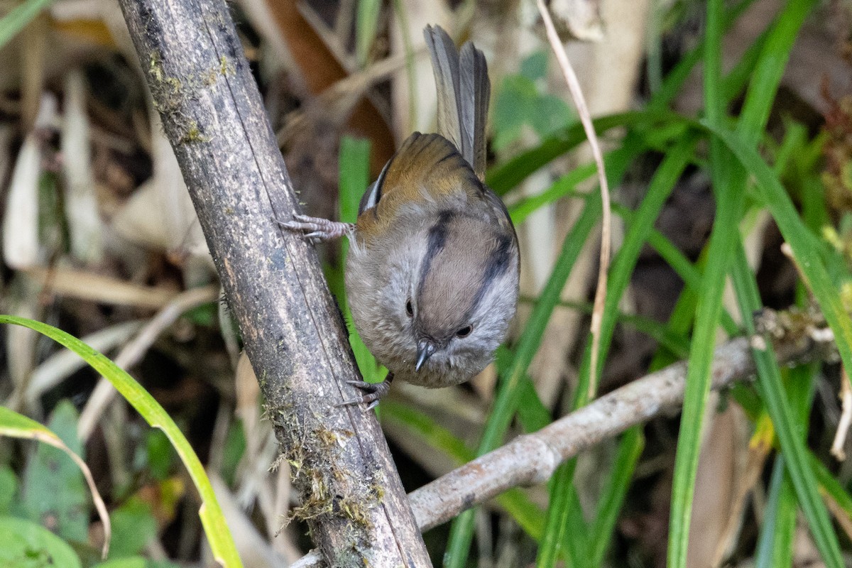 Manipur Fulvetta - ML646100143