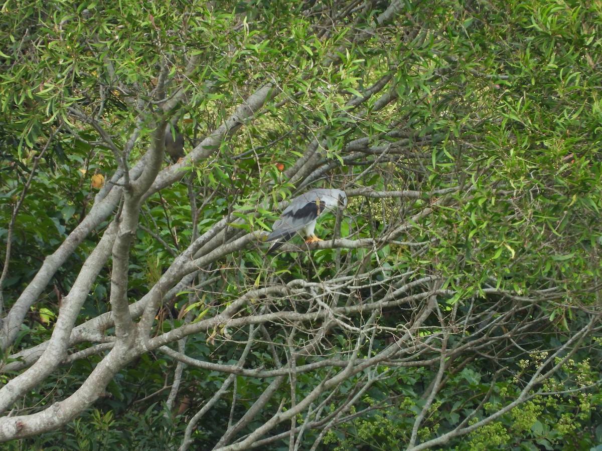 Black-winged Kite - ML646100144