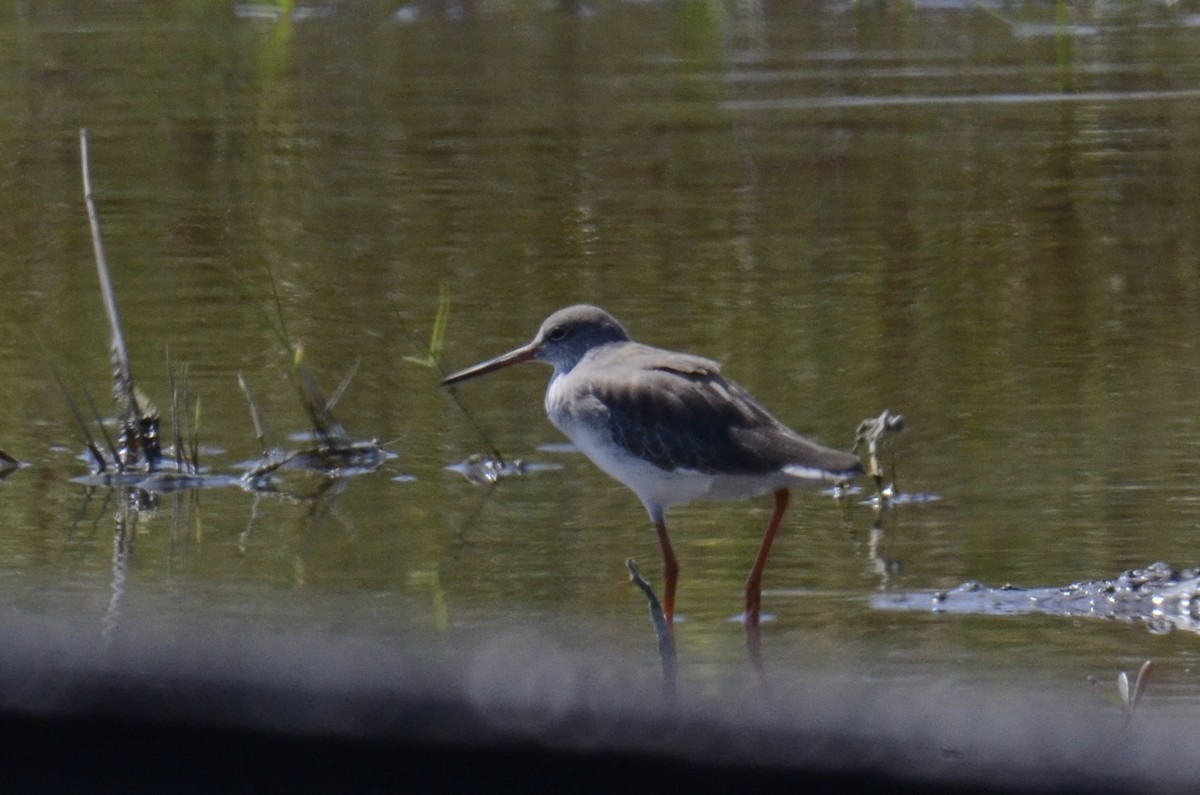 Common Redshank - ML646100145