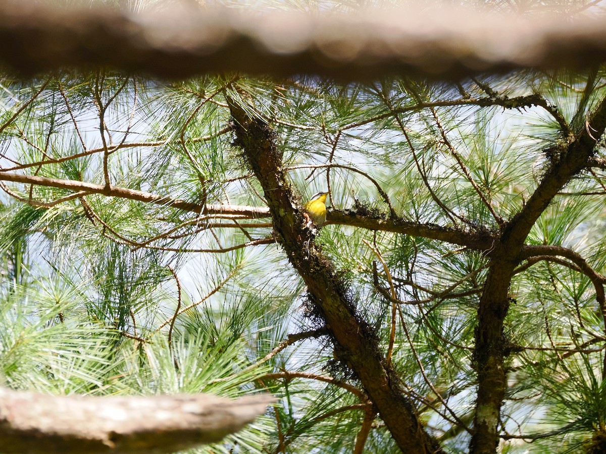 Crescent-chested Warbler - ML646100146
