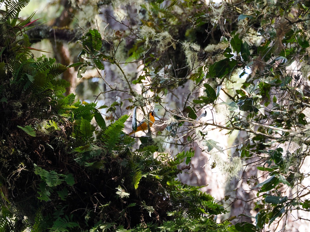Bullock's Oriole - ML646100147
