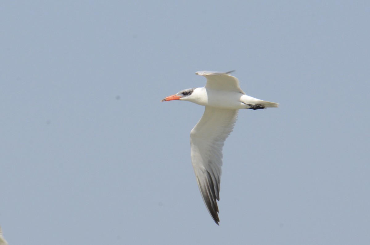Caspian Tern - ML646100149
