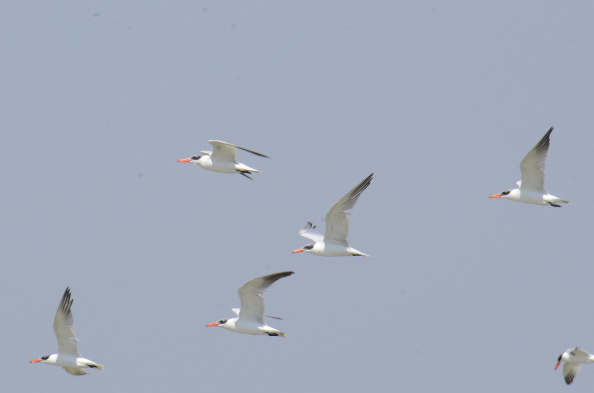 Caspian Tern - ML646100150