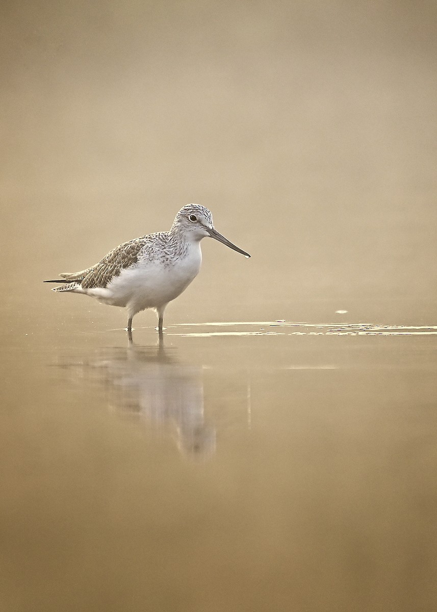 Common Greenshank - ML646100151