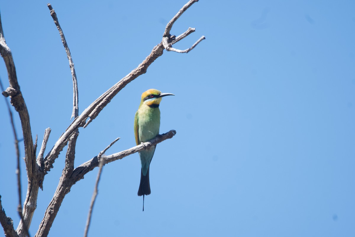 Rainbow Bee-eater - ML646100152