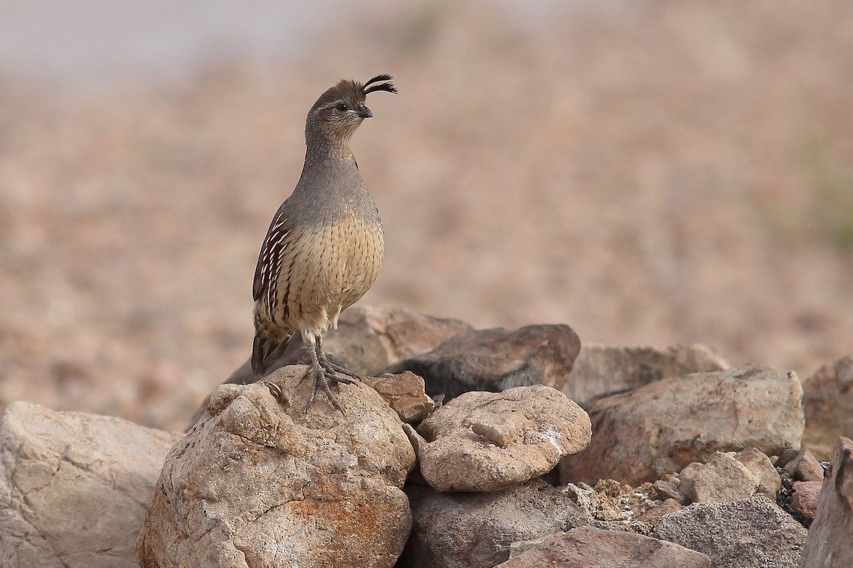 Gambel's Quail - ML646100153