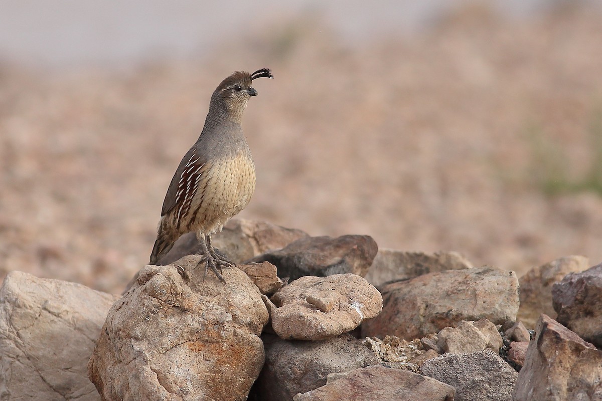 Gambel's Quail - ML646100155
